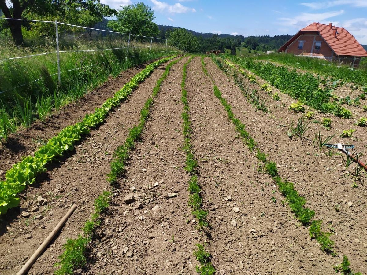Tourist Farm Strle With Great Local Food Villa Cerknica Exterior photo